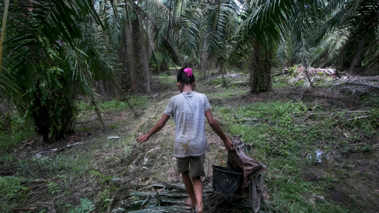 Protecting Childhood: Navigating Child Labor Laws in Indonesia's Palm Oil Industry