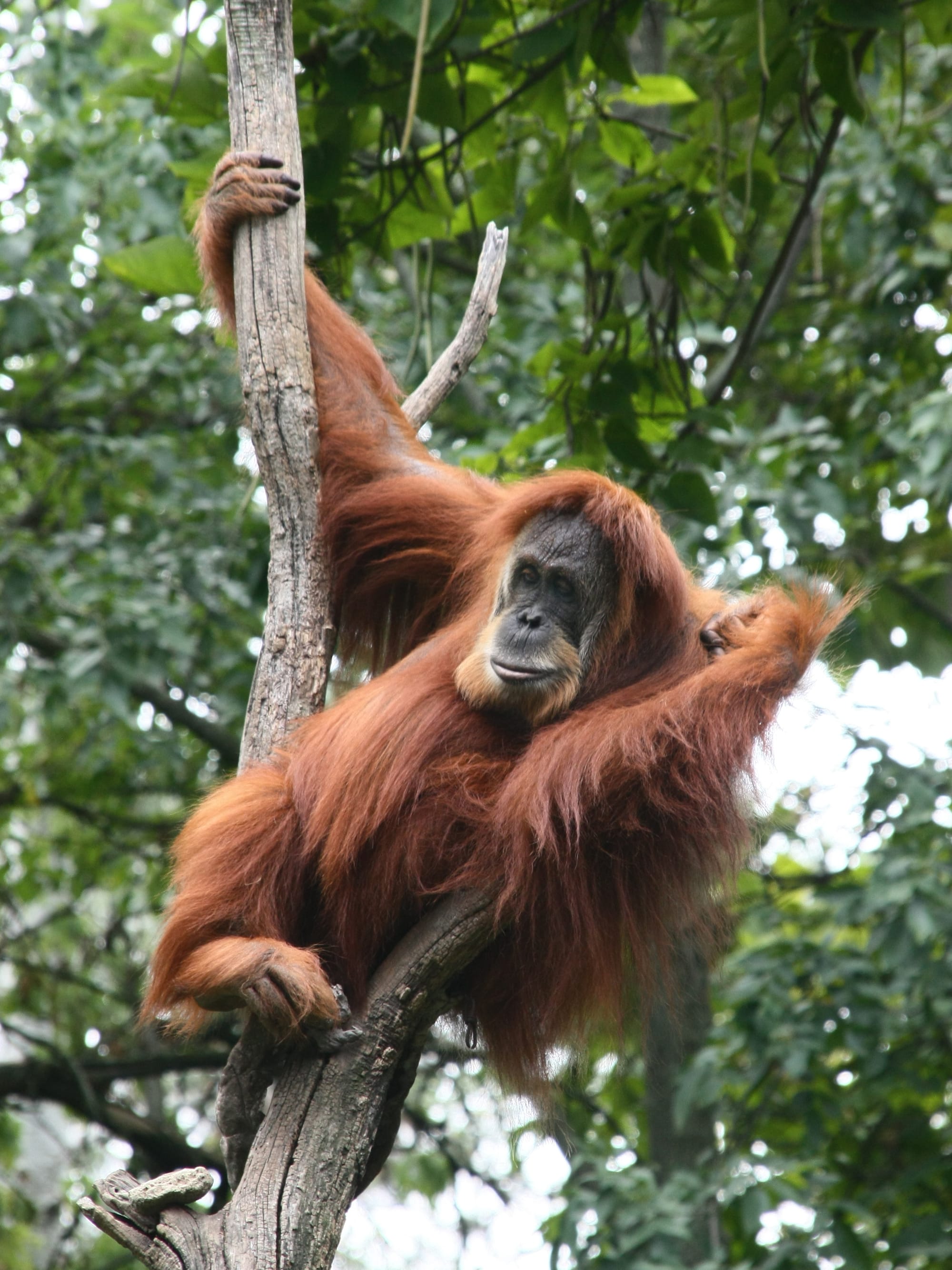 How we are supporting Aceh’s Sustainable Palm Oil Road Map